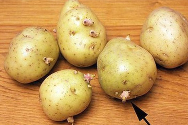 cần lưu ý trong quá trình chọn mua và sơ chế khoai tây