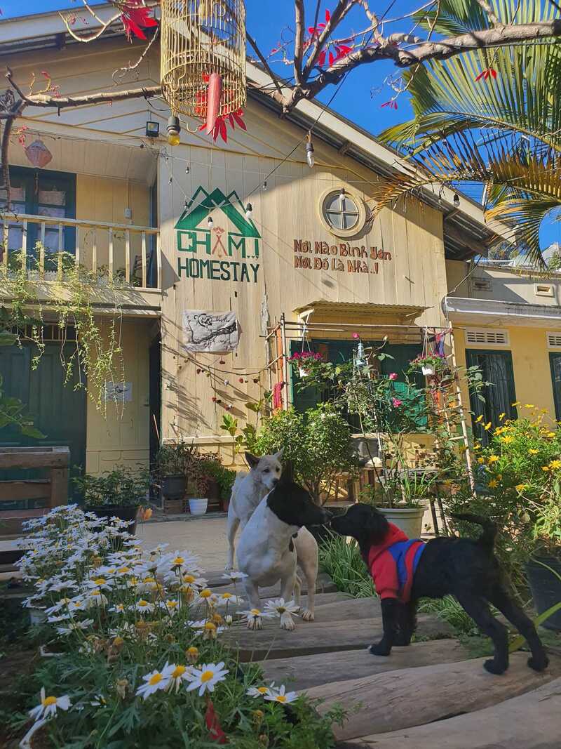 Chậm homestay Đà Lạt: Ngôi nhà đậm chất cổ điển với décor mộc mạc