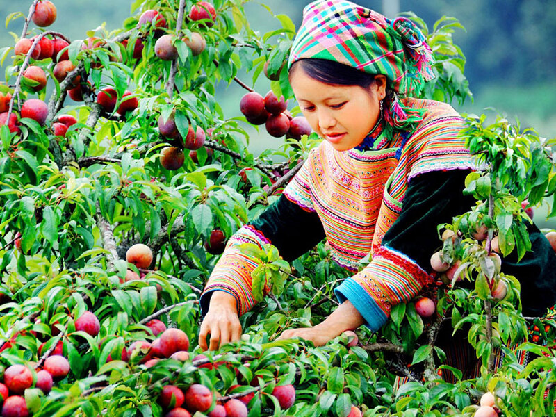 mận mộc châu