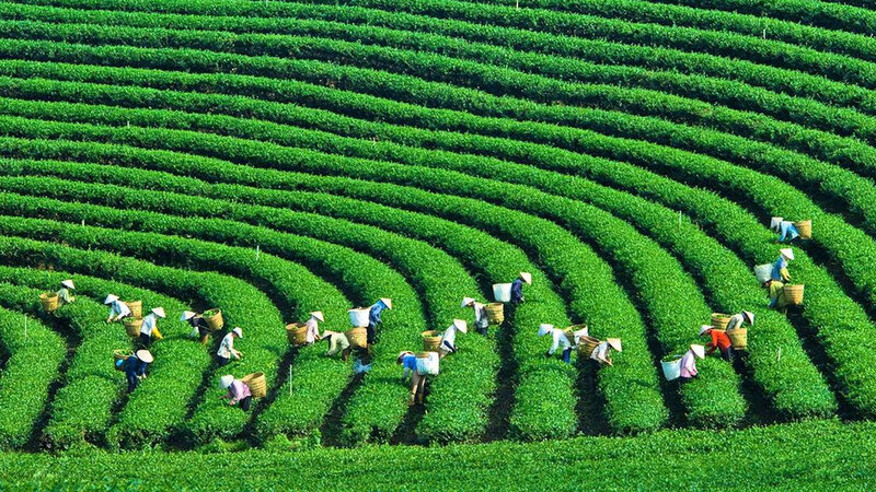 mộc châu có gì đẹp