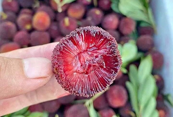 tác dụng của quả thanh mai